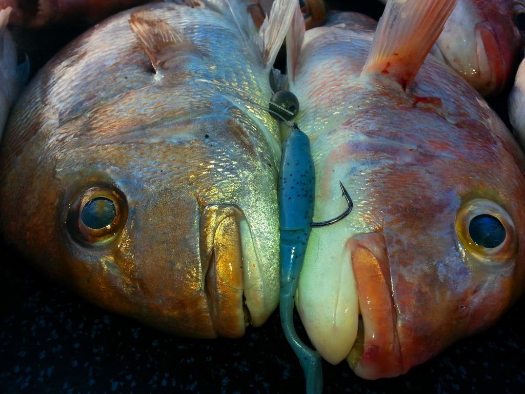 Winter Snaps at Bottom end and Coromandel