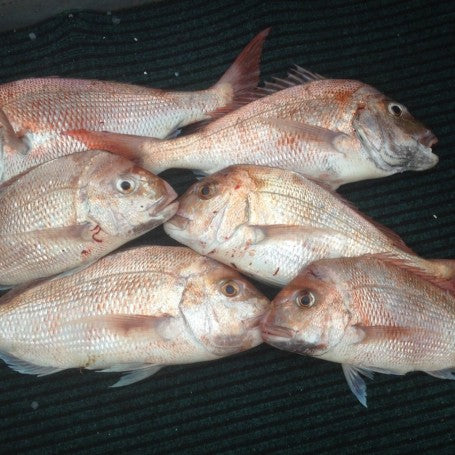 Good Snapper in the Tamaki Strait Shallows.