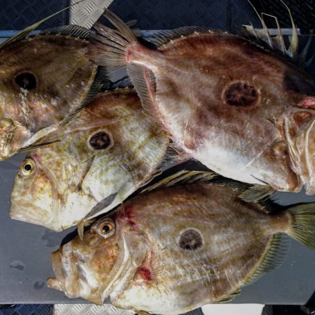 Autumn fishing is producing good kingfish