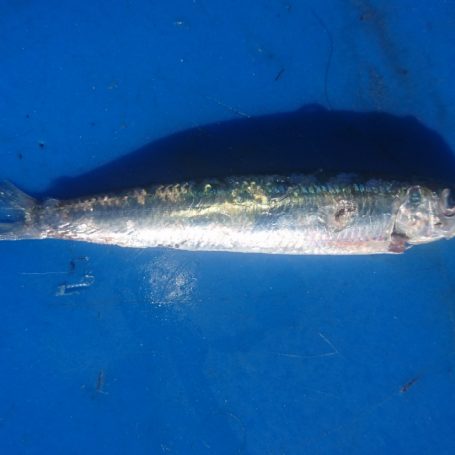 Still lots of anchovies and small pilchards in the Gulf