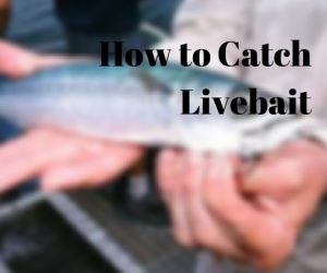 Catching Live Baits
