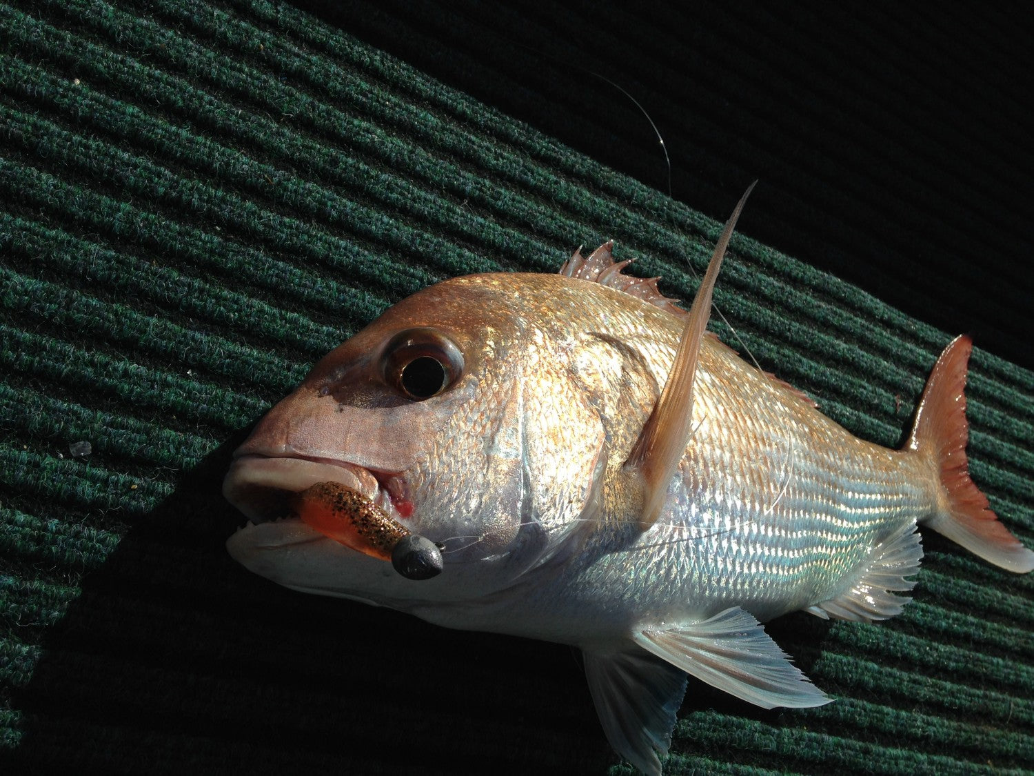 Snapper in the Shallows around Motukaraka Island.