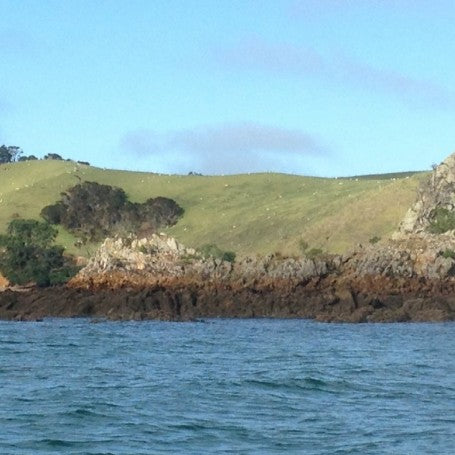 Shallow Water Snapper Around Ponui Island.