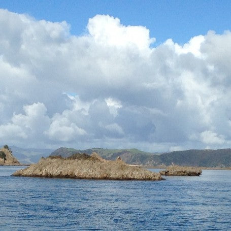 More Angry Winter Snapper.