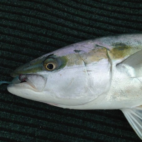 Screaming Reels At The Back Of Ponui Island.