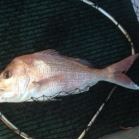 Early Start Best for the Shallows.