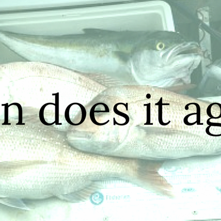 Fat Snapper On The Chew