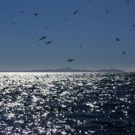 Pilchard workups are here