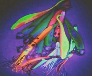 Do UV reflective Jigheads catch more fish?