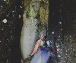Where to Catch Squid Around Auckland?