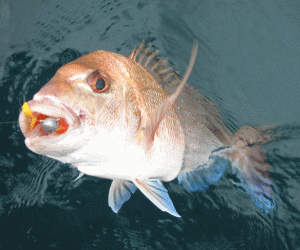 Little Barrier Soft-Baiting