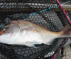 Coromandel snapper time