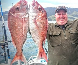 The big snapper have arrived