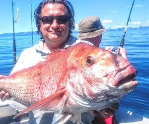 The bigger snapper are back