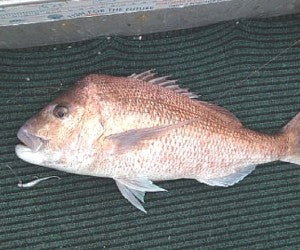 It’s Hotting up in Northland.