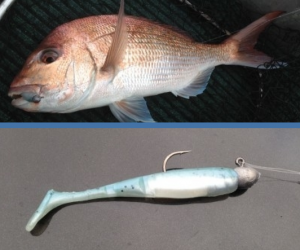 Nuked Snapper in the Shallows.