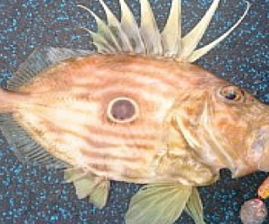 JD’s Love Bruised Bananas