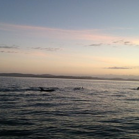 Keeping it Simple in the Shallows