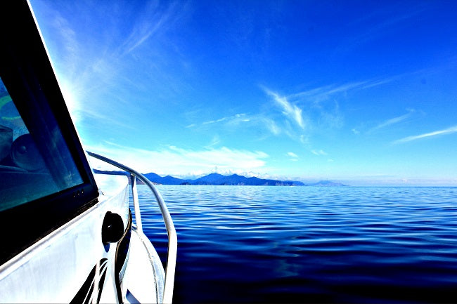 Durville Island Blue Cod