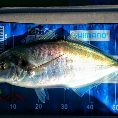 Big Trevally at Channel Island