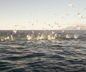 Whales and Dolphins at the Elbow in 42 mtr mark. Work up Frenzy!