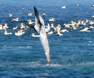 The last 2 weeks in the Hauraki Gulf