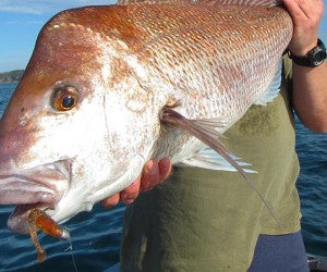 How to catch snapper in winter.