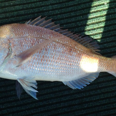 Angry Winter Snapper.