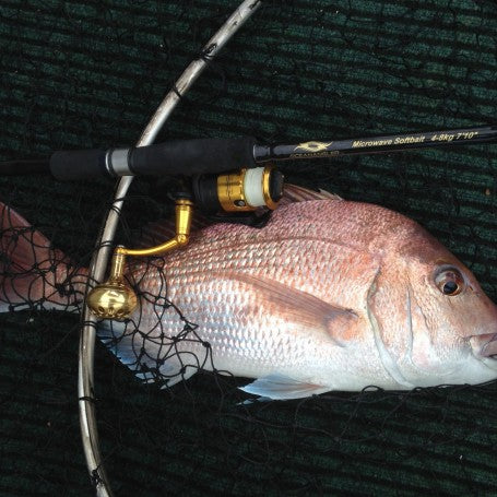 Snapper Time.