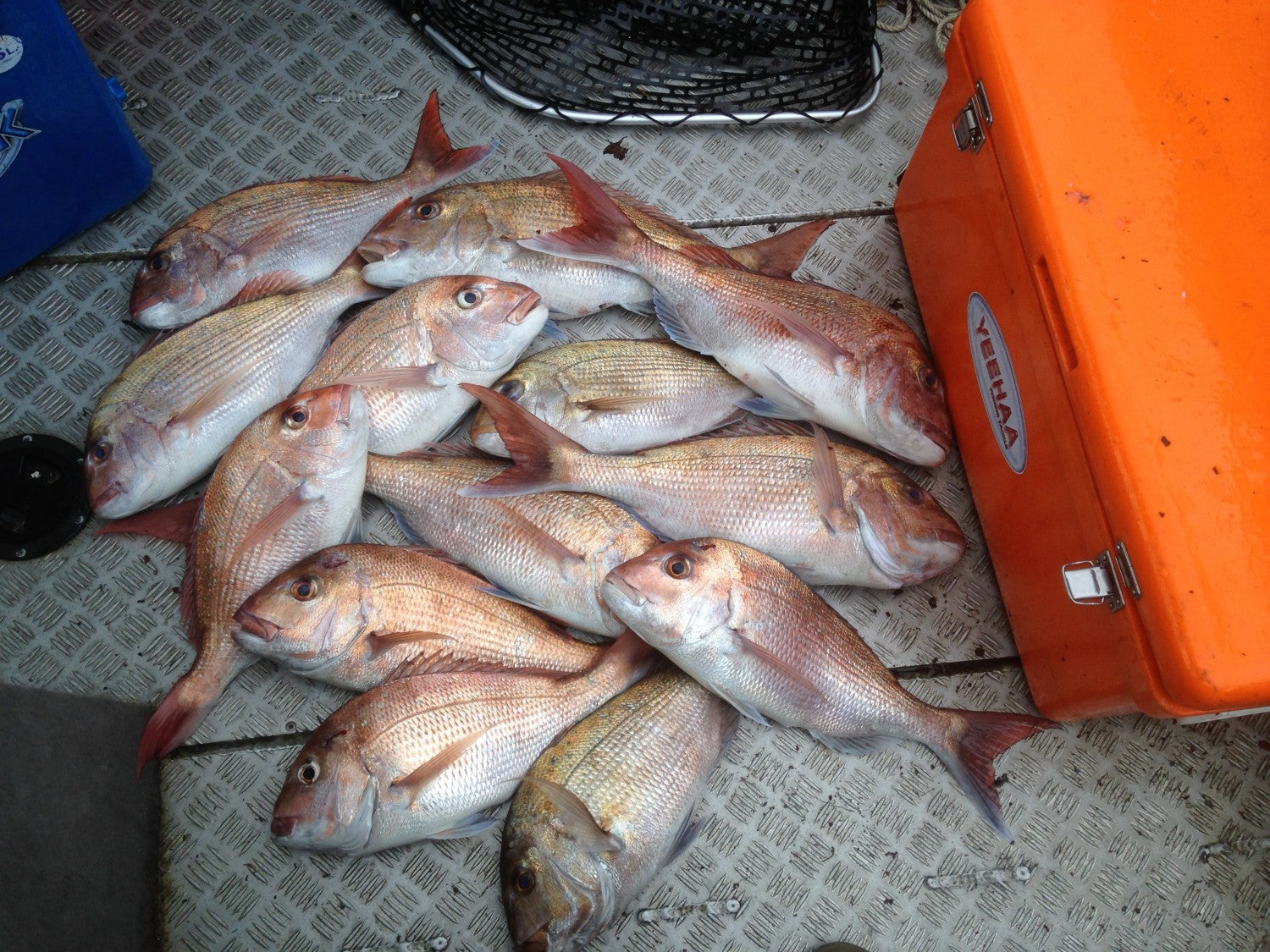Carnage at 42M