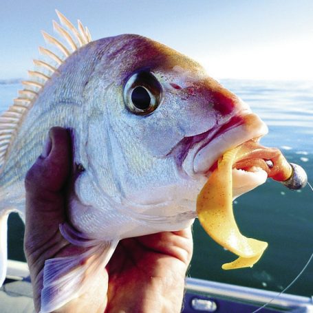 Mark Kitteridge Reviews Lightbulb Jigheads. They do catch more fish than regular jigheads..