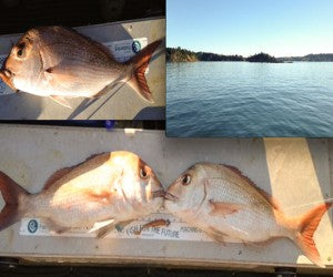 Good Snapper Off Ponui