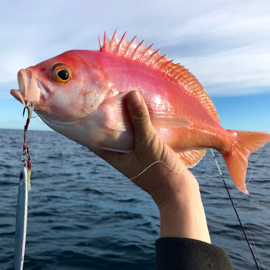 Ocean Angler  New Zealand Lure Fishing Experts